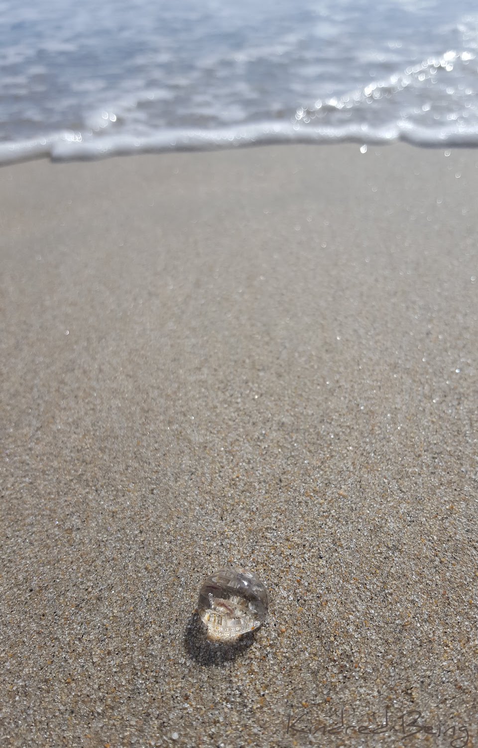 Comb Jelly