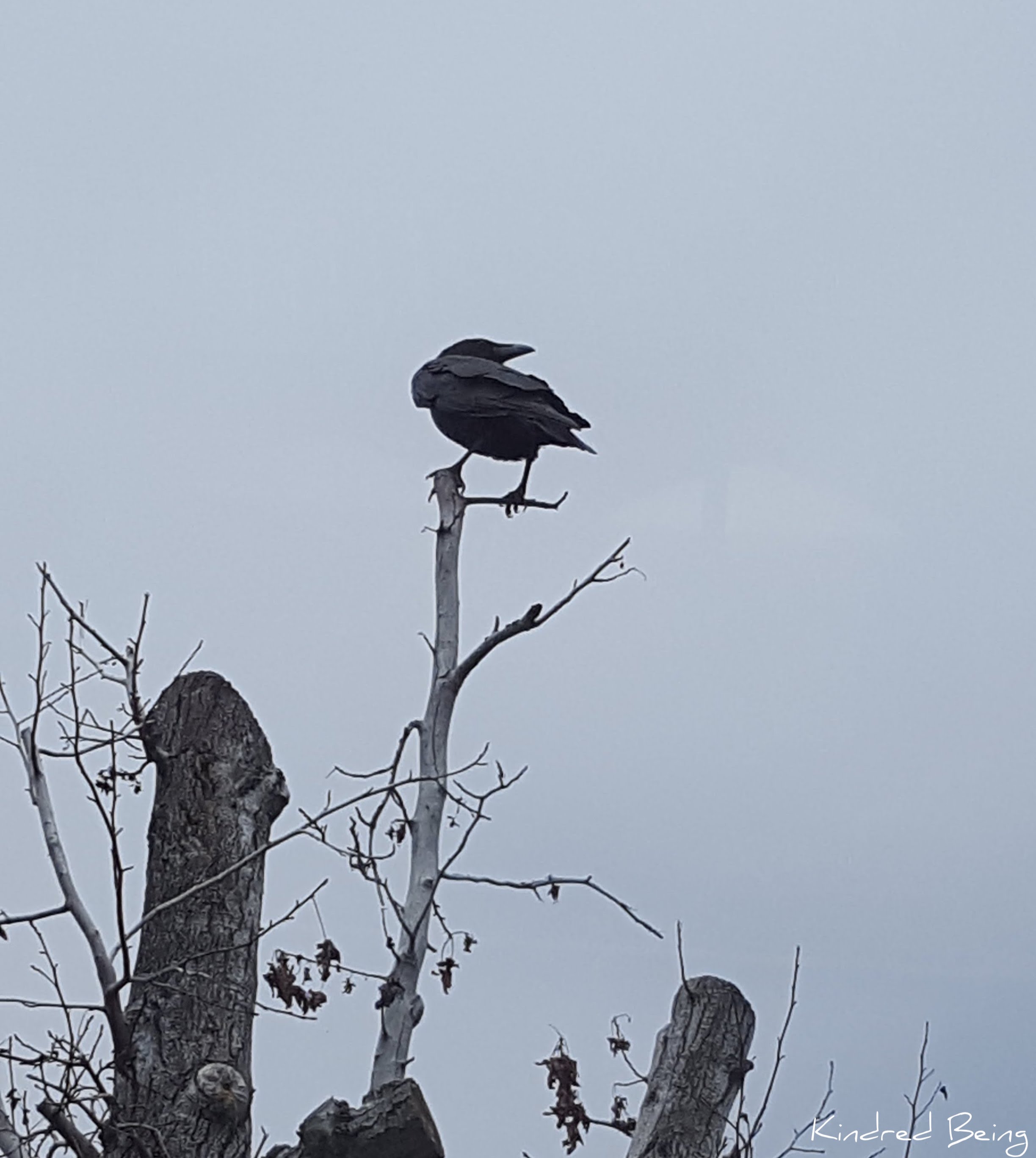 Raven on a limb
