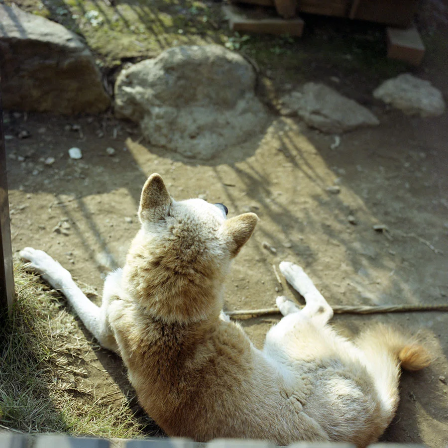 k-sabu-on-the-watch.jpg
