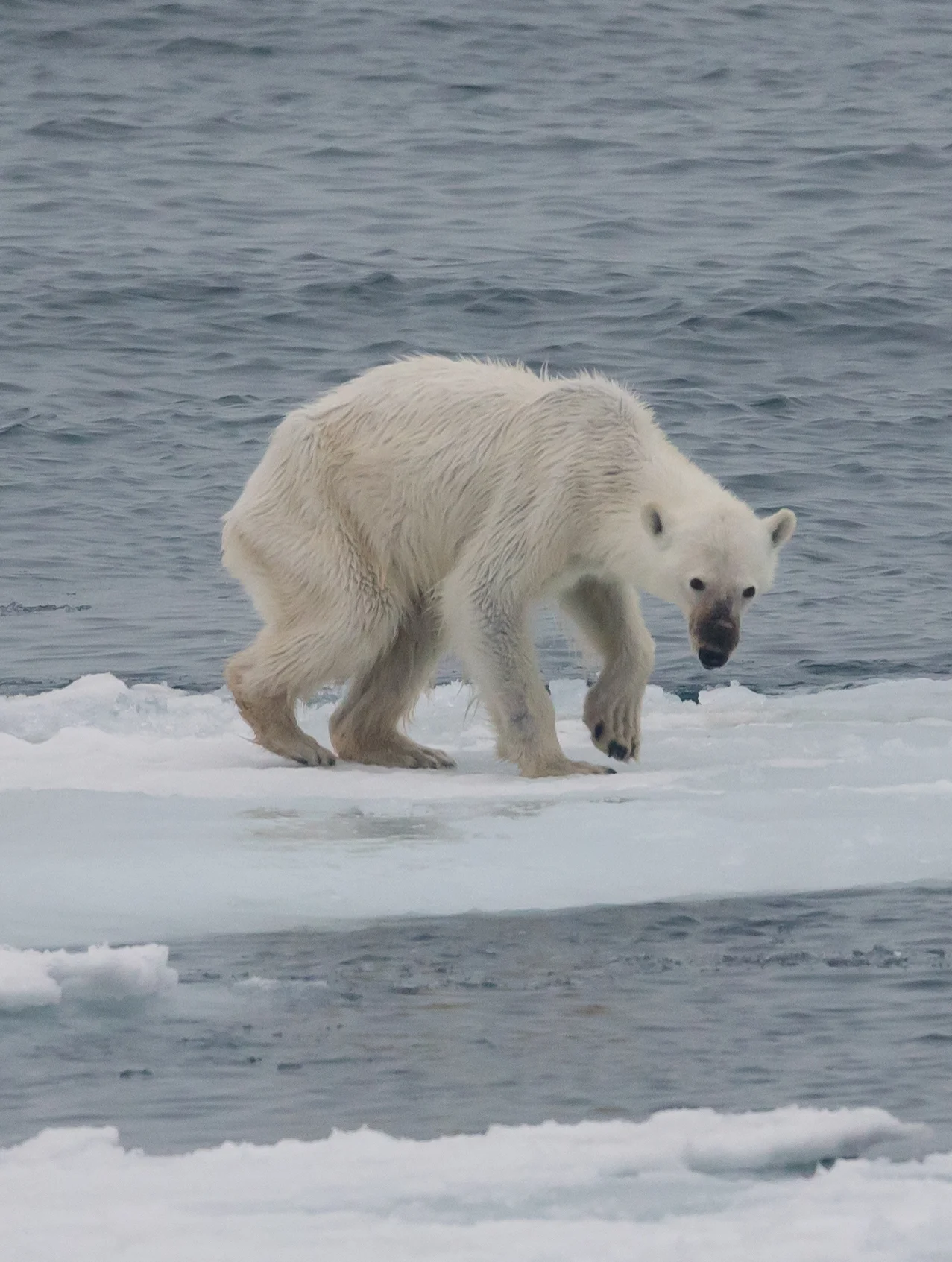 A polar bear starving in the Arctic. • Photo by Andreas Weith courtesy of Wikimedia Commons