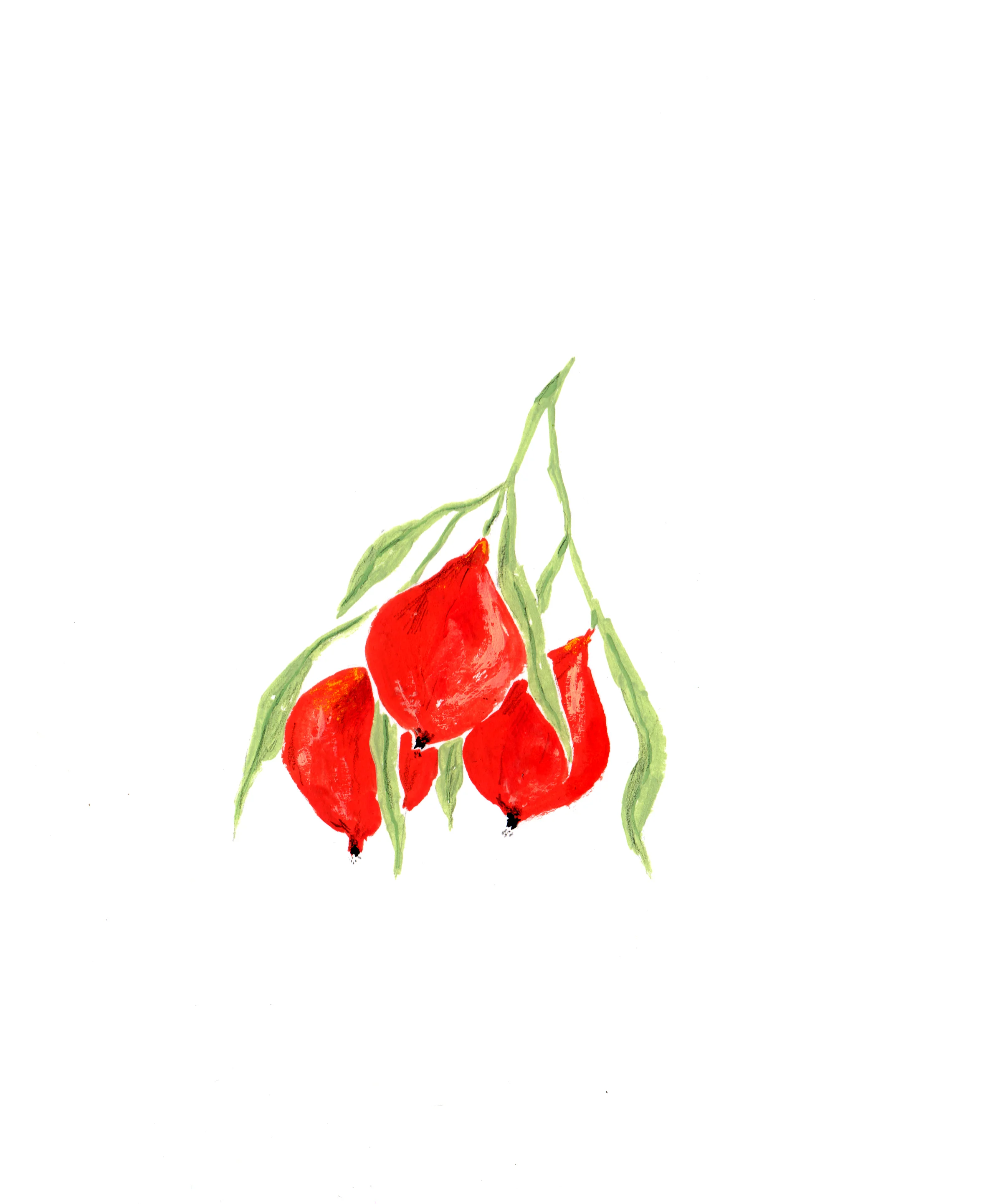 Quandongs. • Illustrations by Fran Murphy