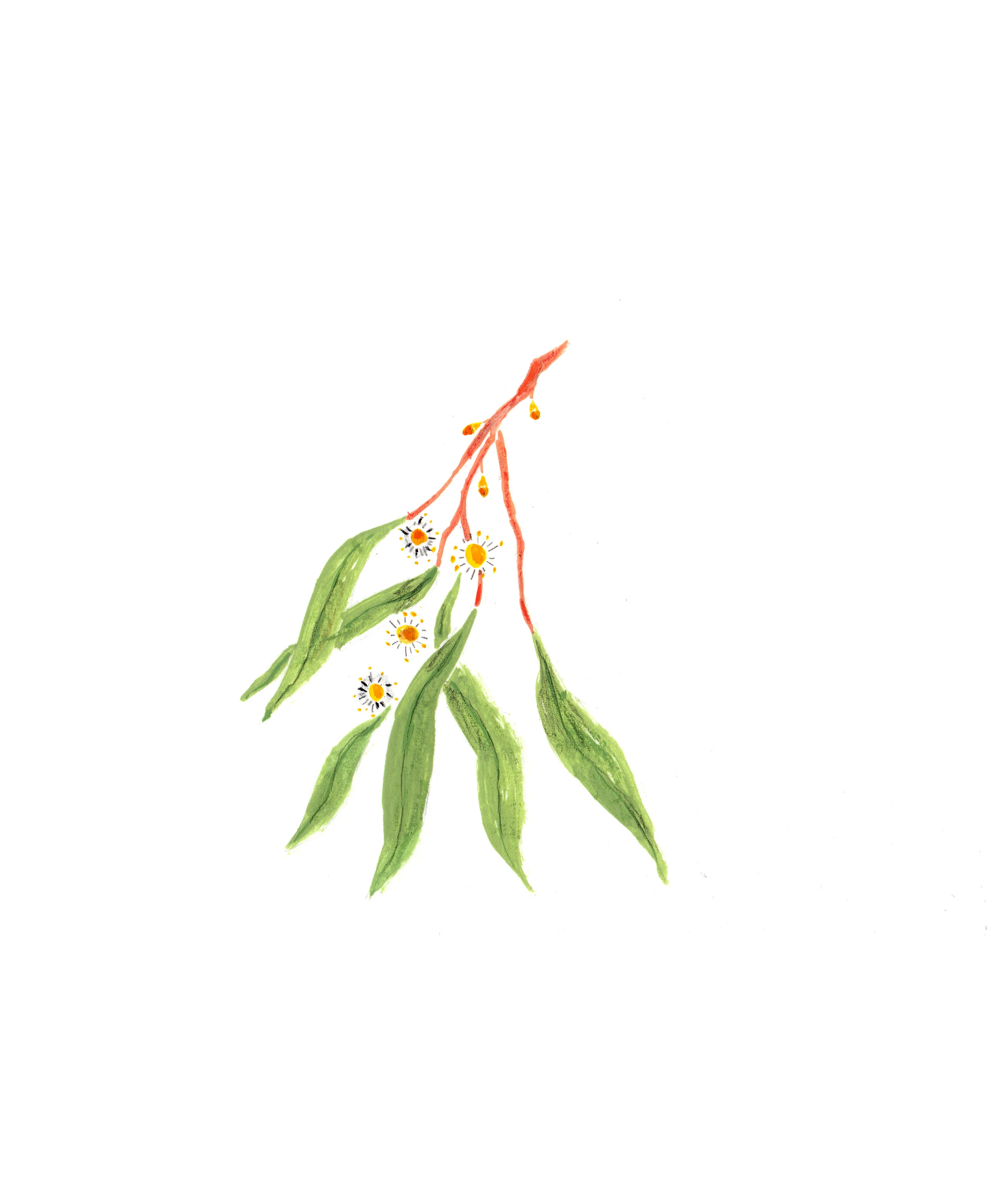 Cider gum final.jpg
