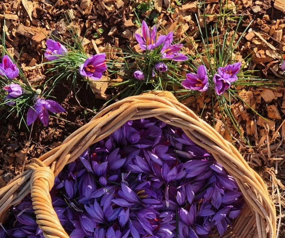 Beyond Mass Production: The Rise of Rare and Precious Edible Plants in Australia