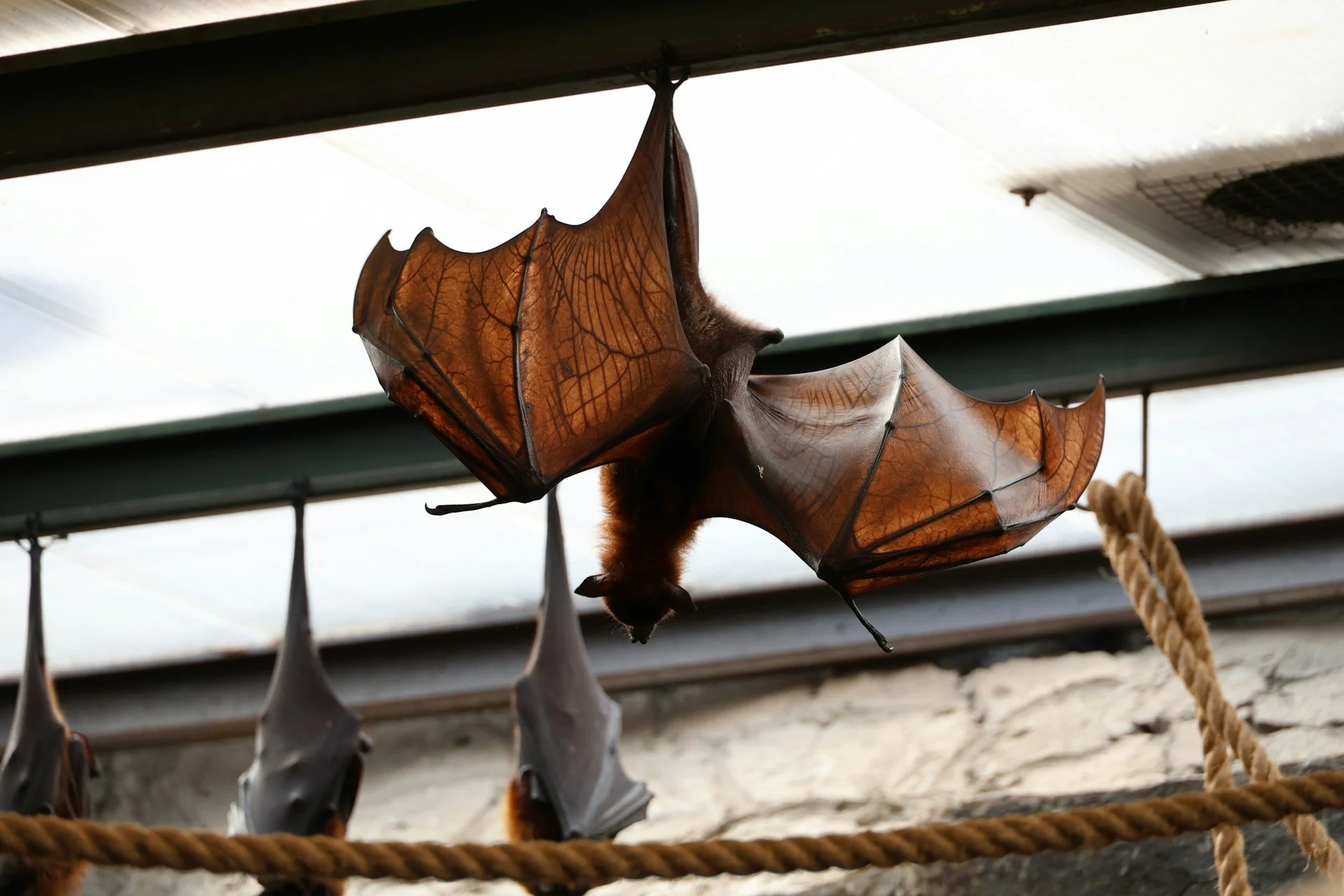 Urban Bats: How Cities Are Becoming Sanctuaries for Nature’s Misunderstood Pollinators