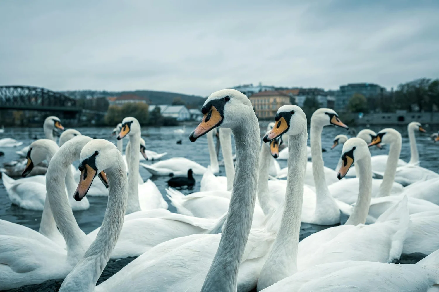 Reimagining Urban Spaces for Wildlife: From Bin Chickens to Skyscraper ... - Urban Wildlife Spaces