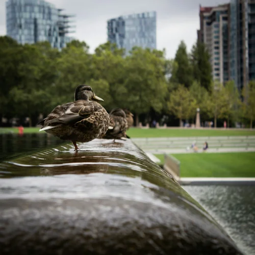 Picture of Reimagining Urban Spaces for Wildlife: From Bin Chickens to Skyscraper ...