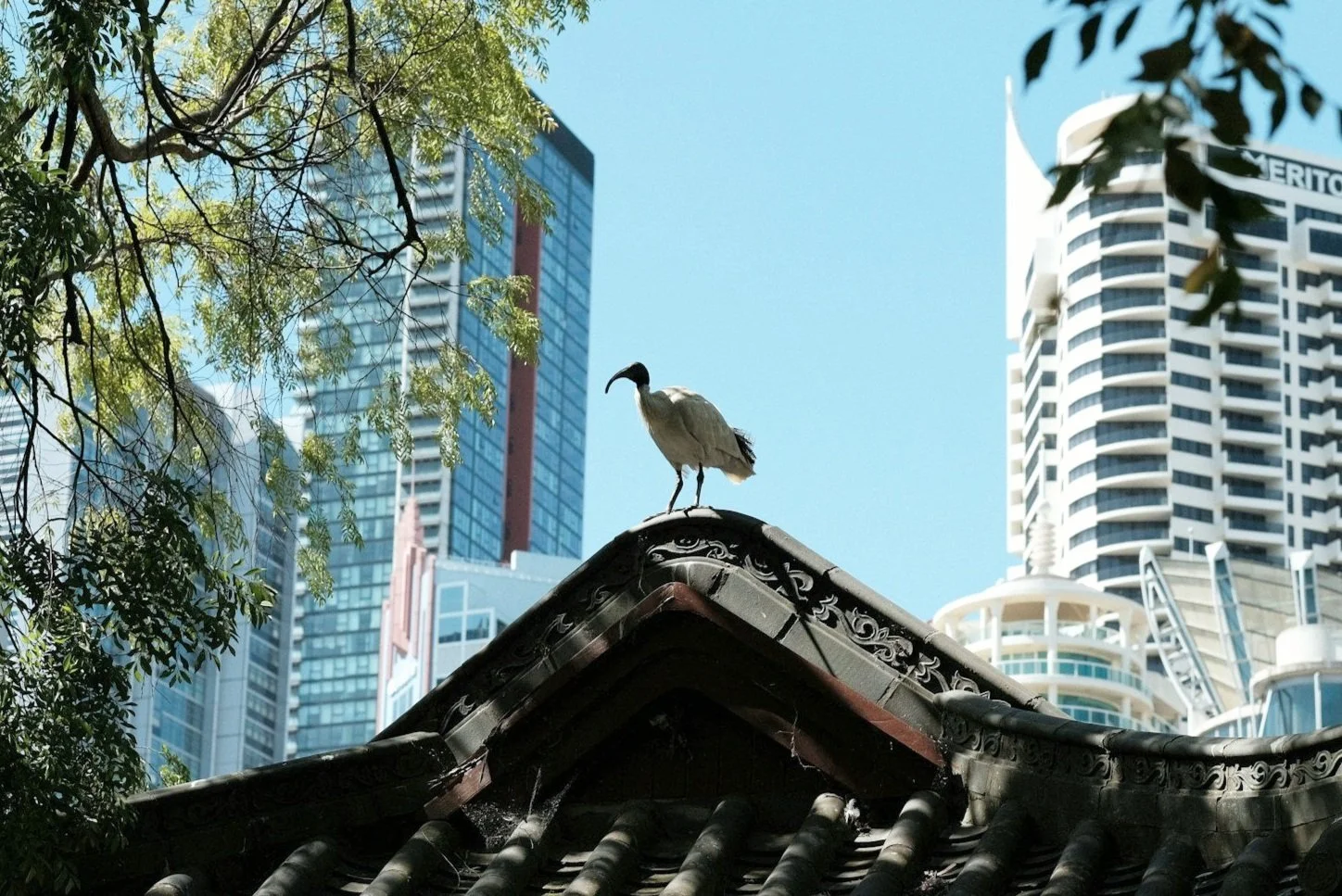 Reimagining Urban Spaces for Wildlife: From Bin Chickens to Skyscraper ...