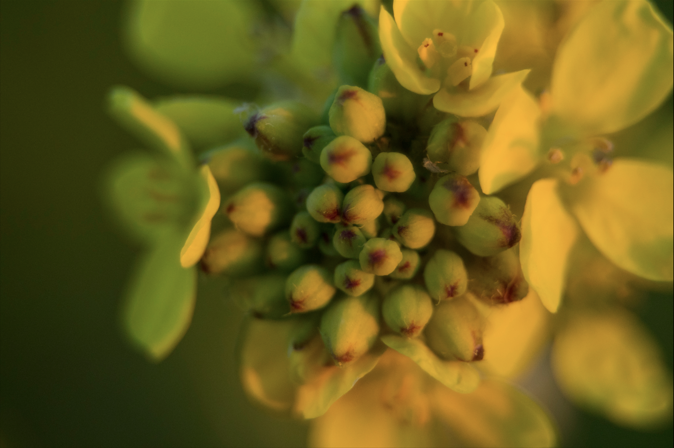 Imagen tomada con tubo macro