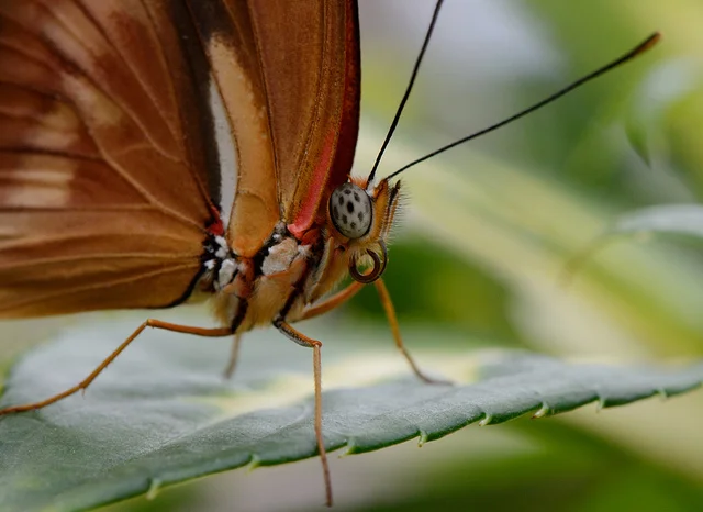 Butterfly Macro! Por Holley And Chris Melton licenciado bajo CC BY 2.0 https://www.flickr.com/photos/chrisandholley/8725452776/