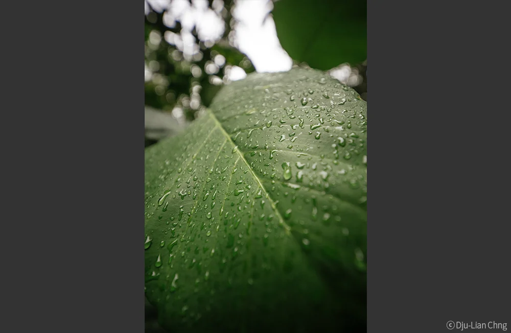 Dju-Lian-Chng_AF-14mm-F2.8-EF-(37).jpg