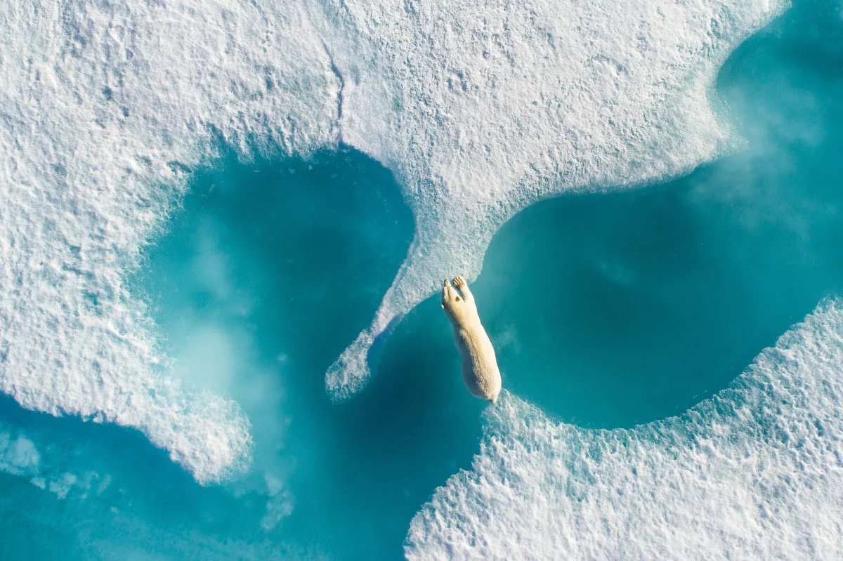 Fotografía del año: Above the polar bear - Florian Ledoux