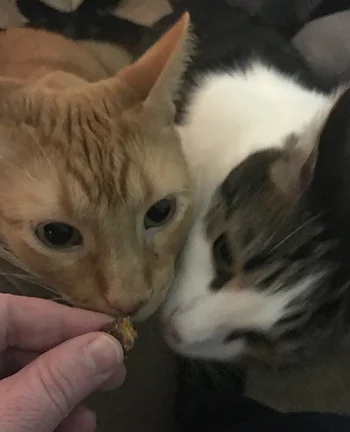 Torch & Geddy both want the last Kitty Bite!