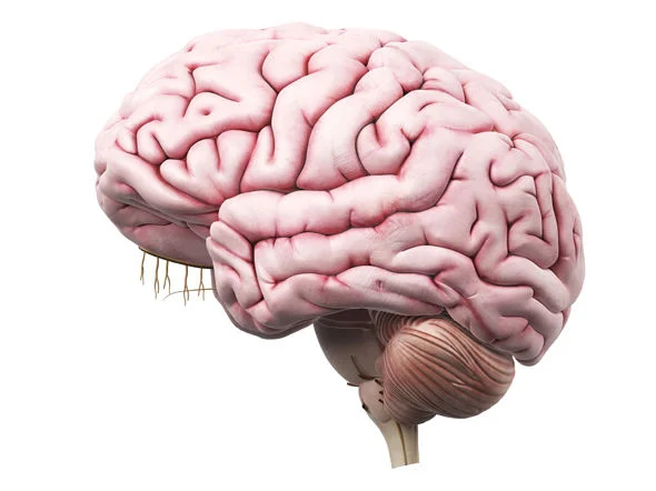 brain-463835.jpg