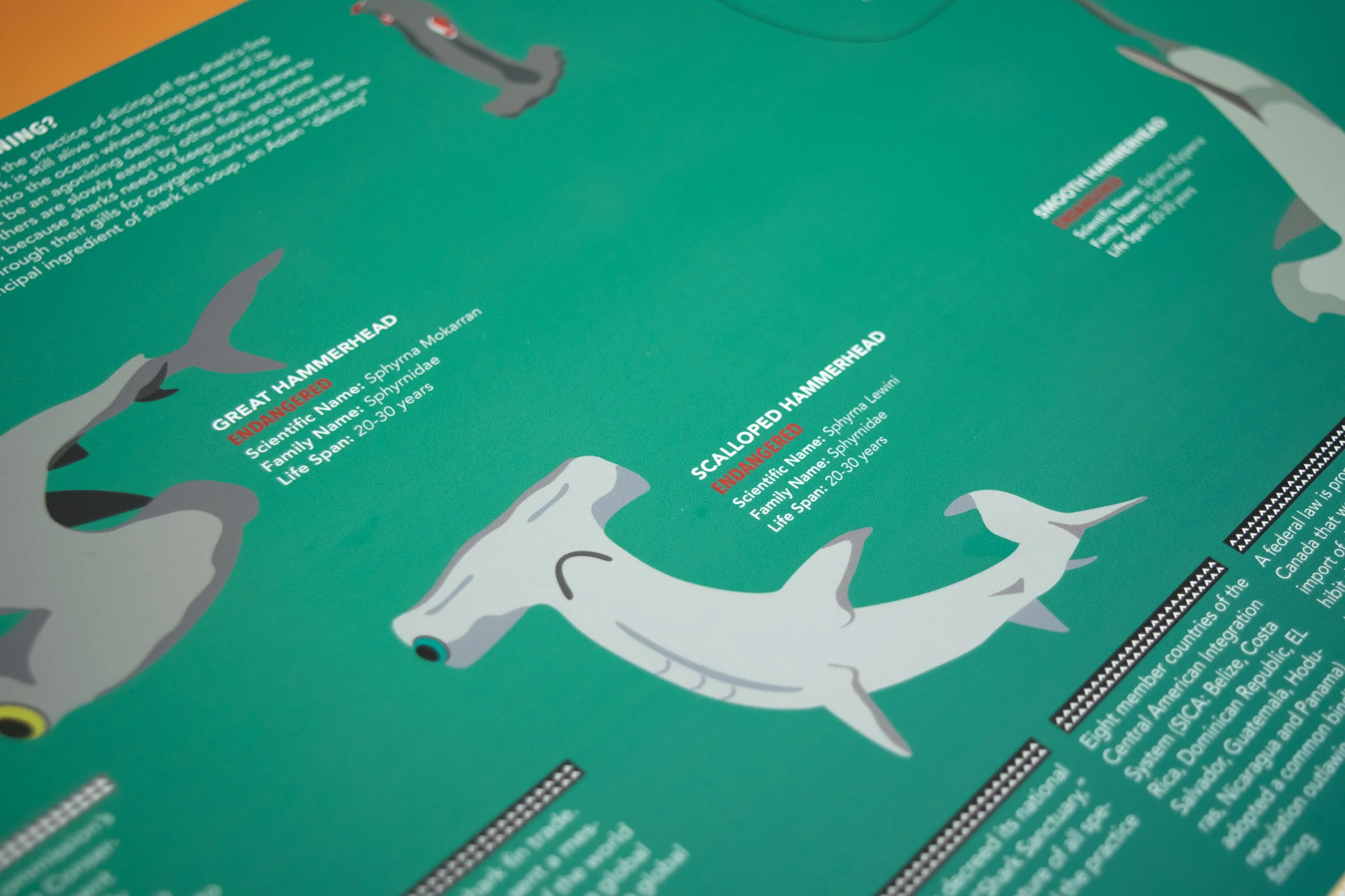 hammerhead shark2-Edit.jpg