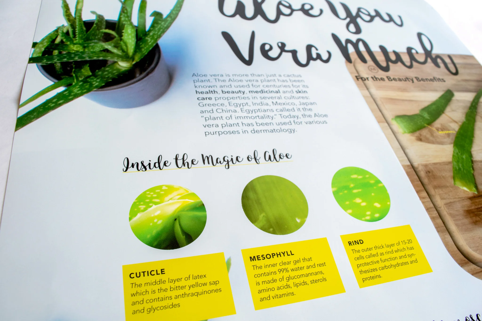 inside aloe2-Edit-Edit.jpg