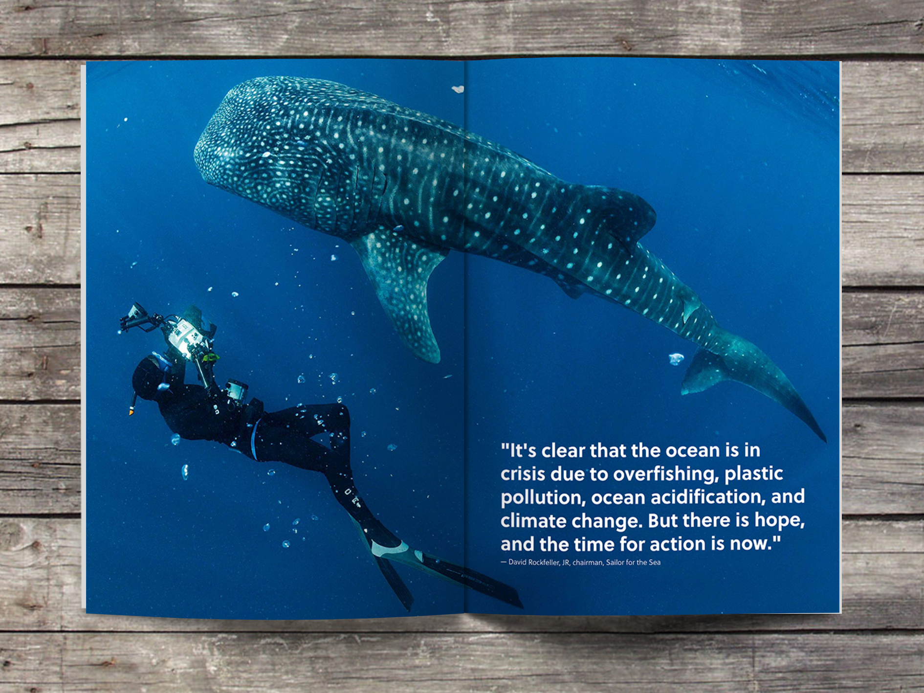whale shark layout.png