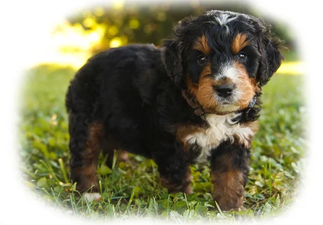 bernedoodle mini cost
