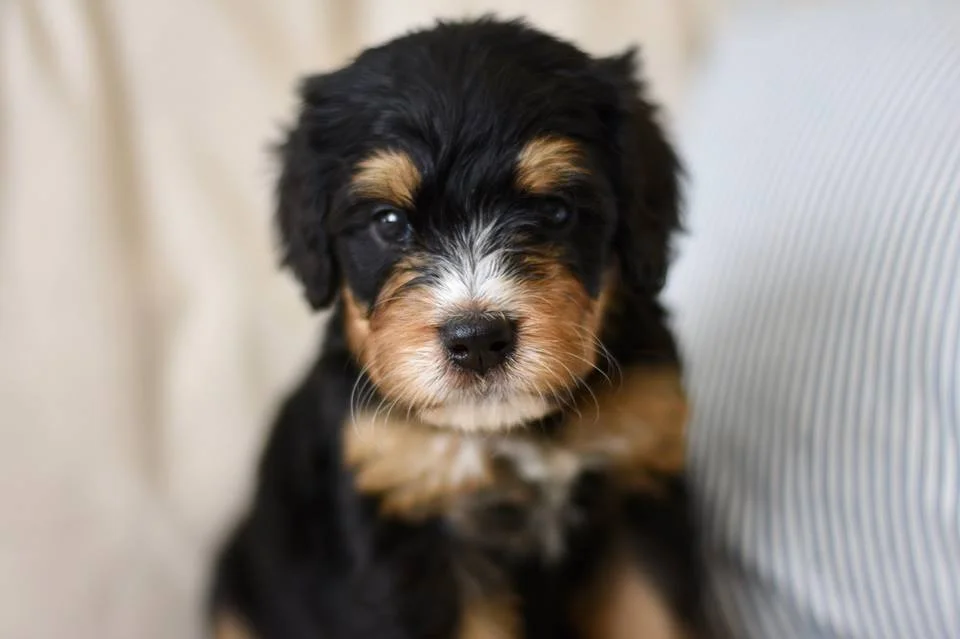best-Bernedoodle.jpg