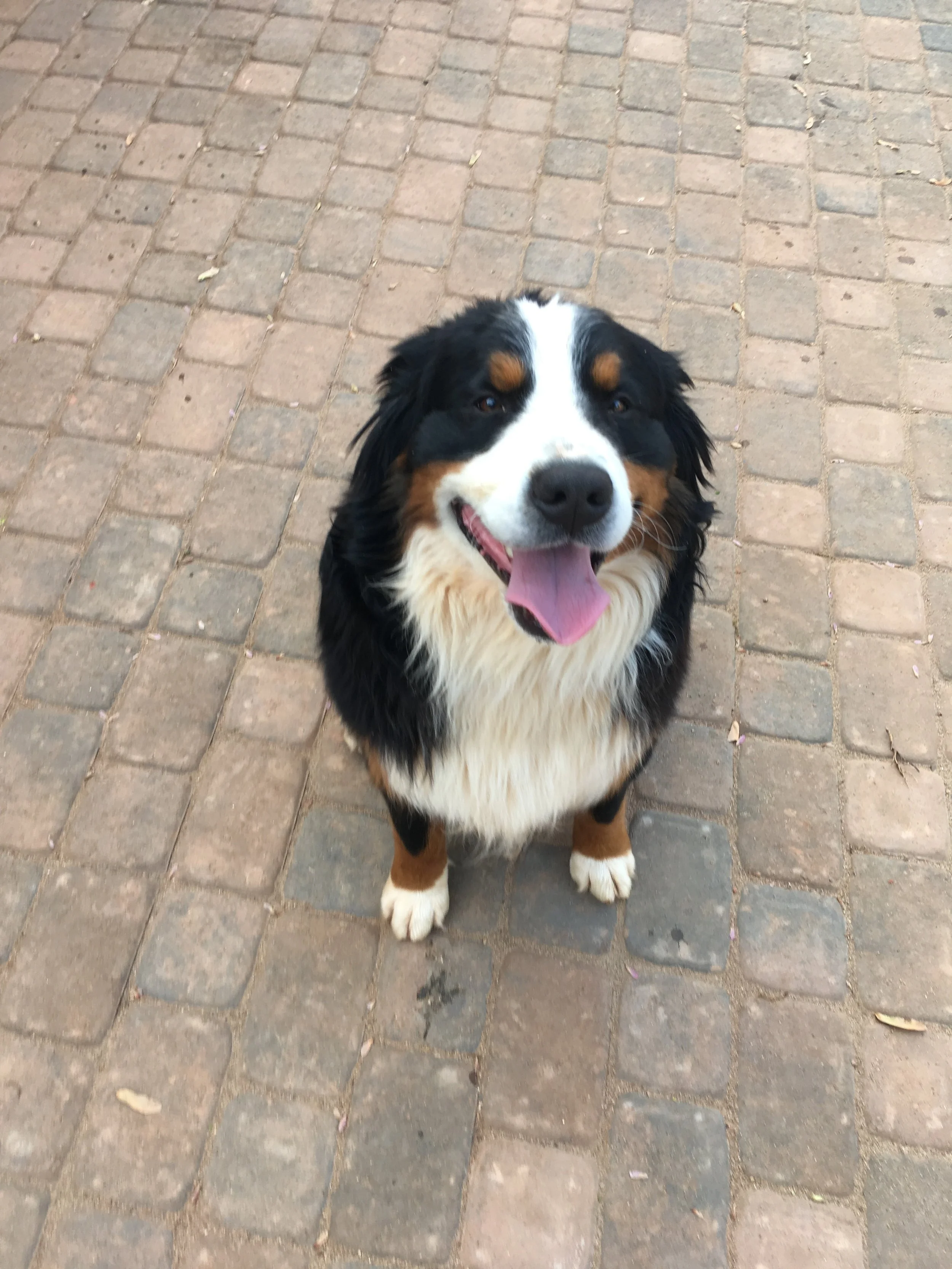 Nova-Stuhls-male-Bernese.jpeg