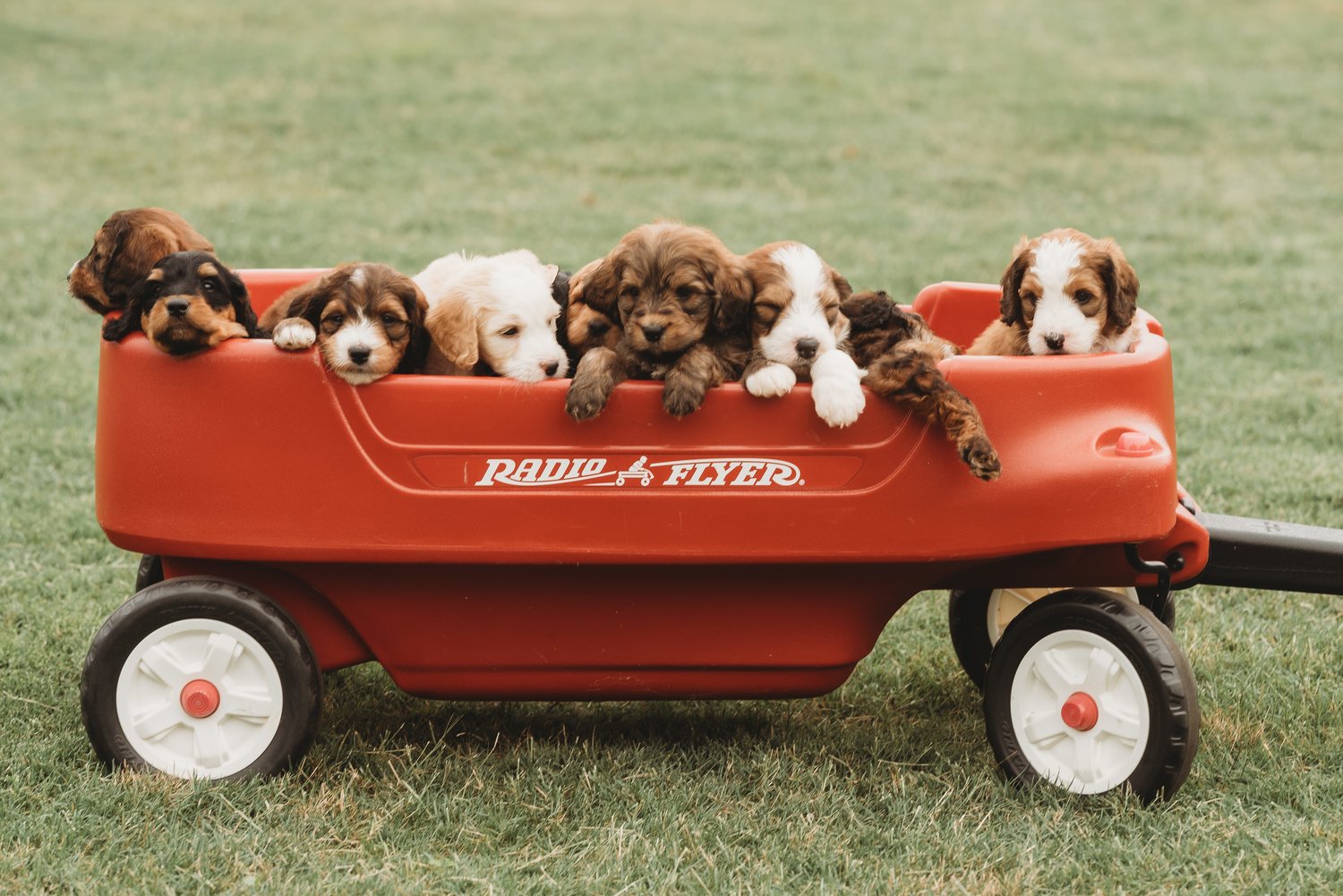 Bernedoodle-pups-for-sale.jpg