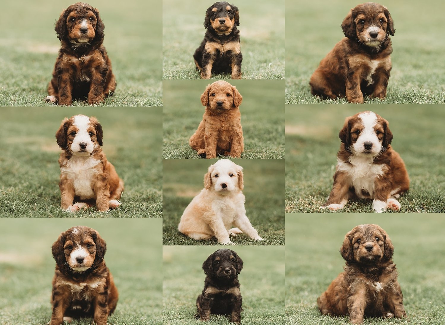 best-bernedoodle-breeders (2).jpg