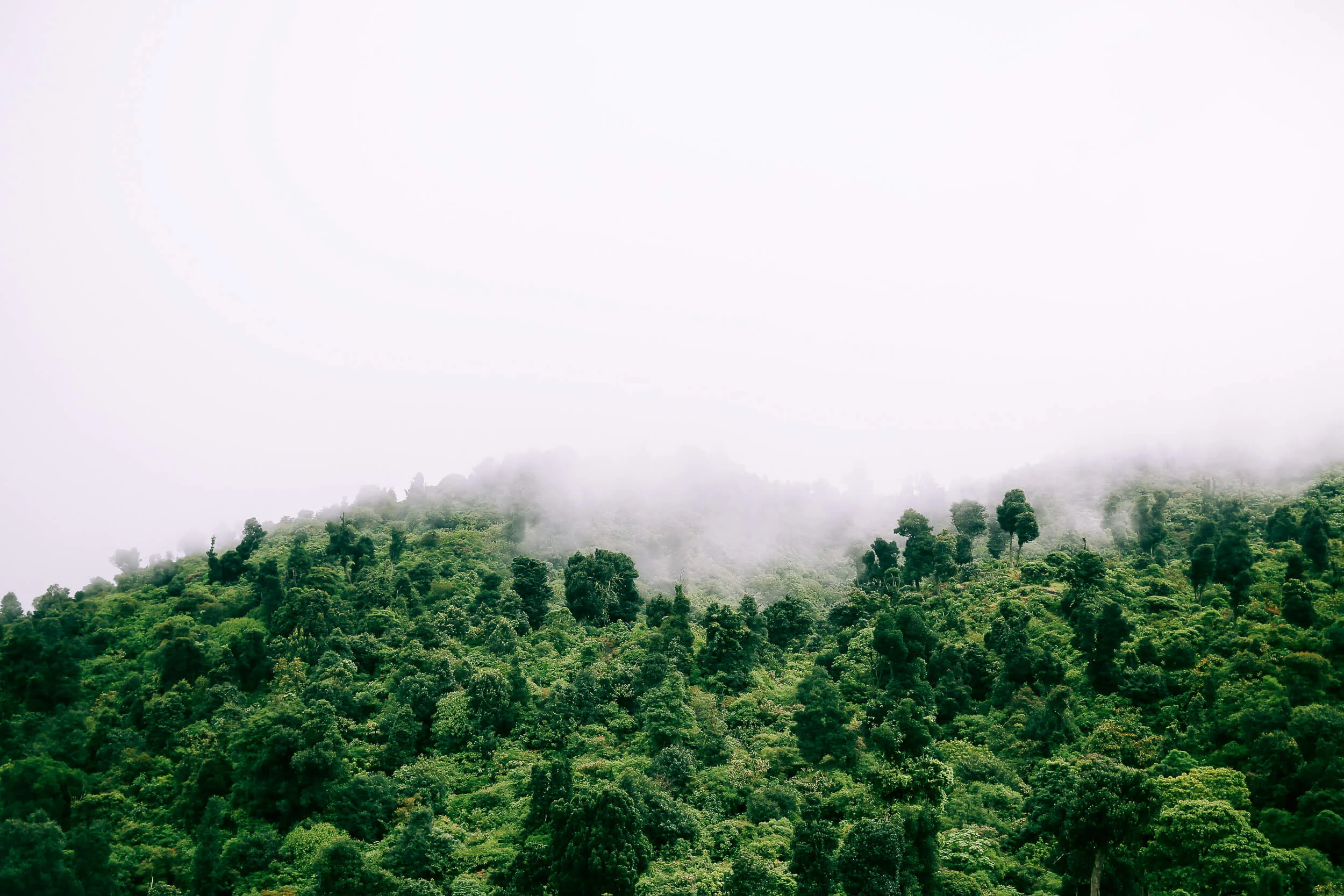 Fog roll Guatemalan mountain forest