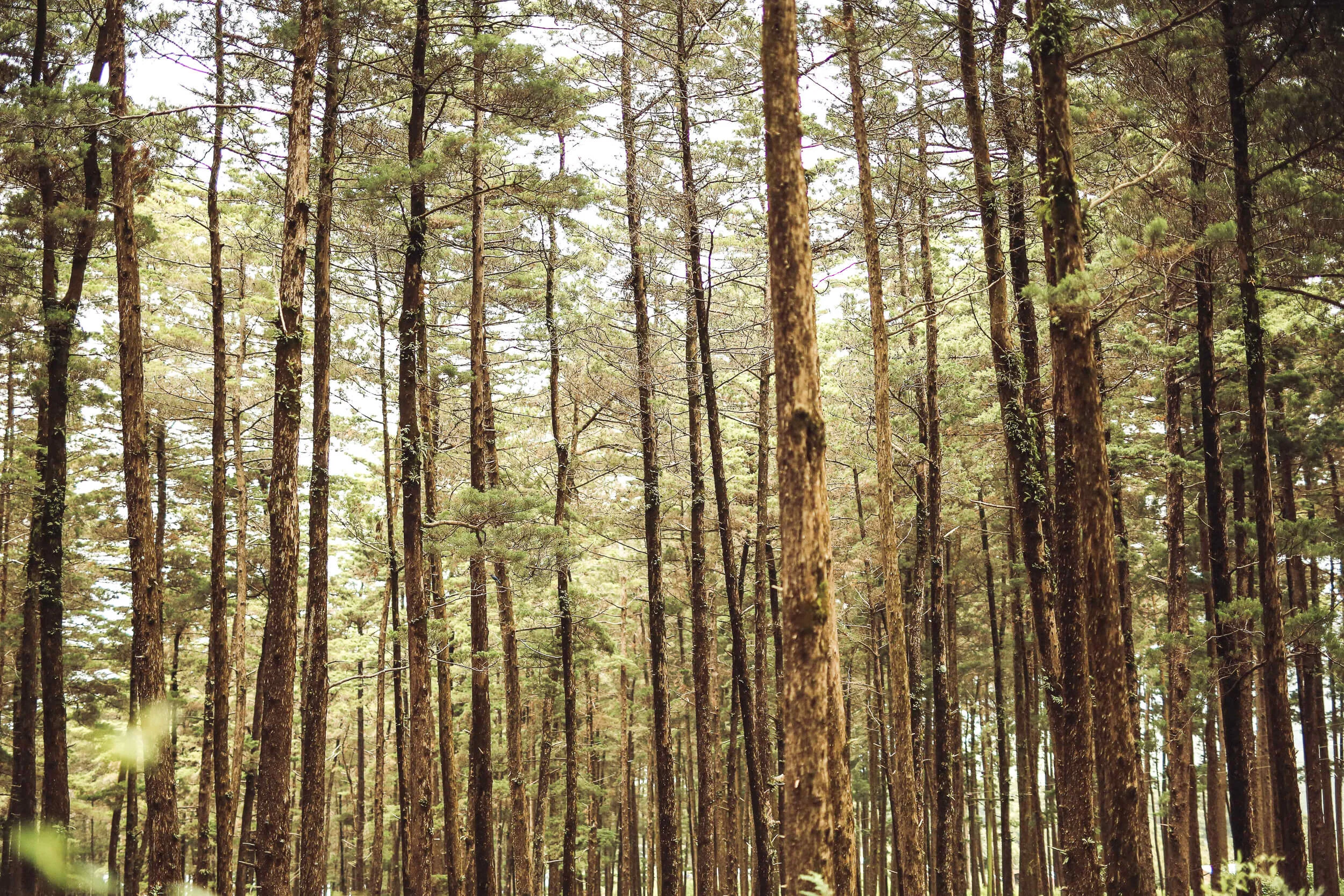 Sunlight peeking through pine forest