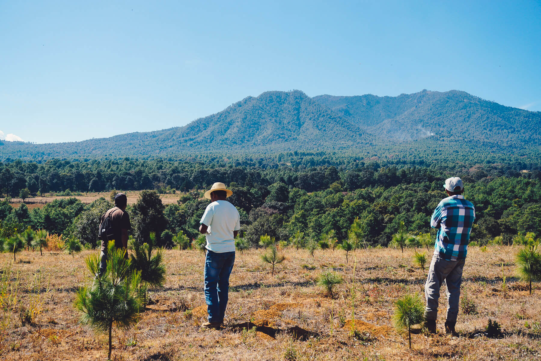 Ejido Verde Mexico reforestation project Patamban