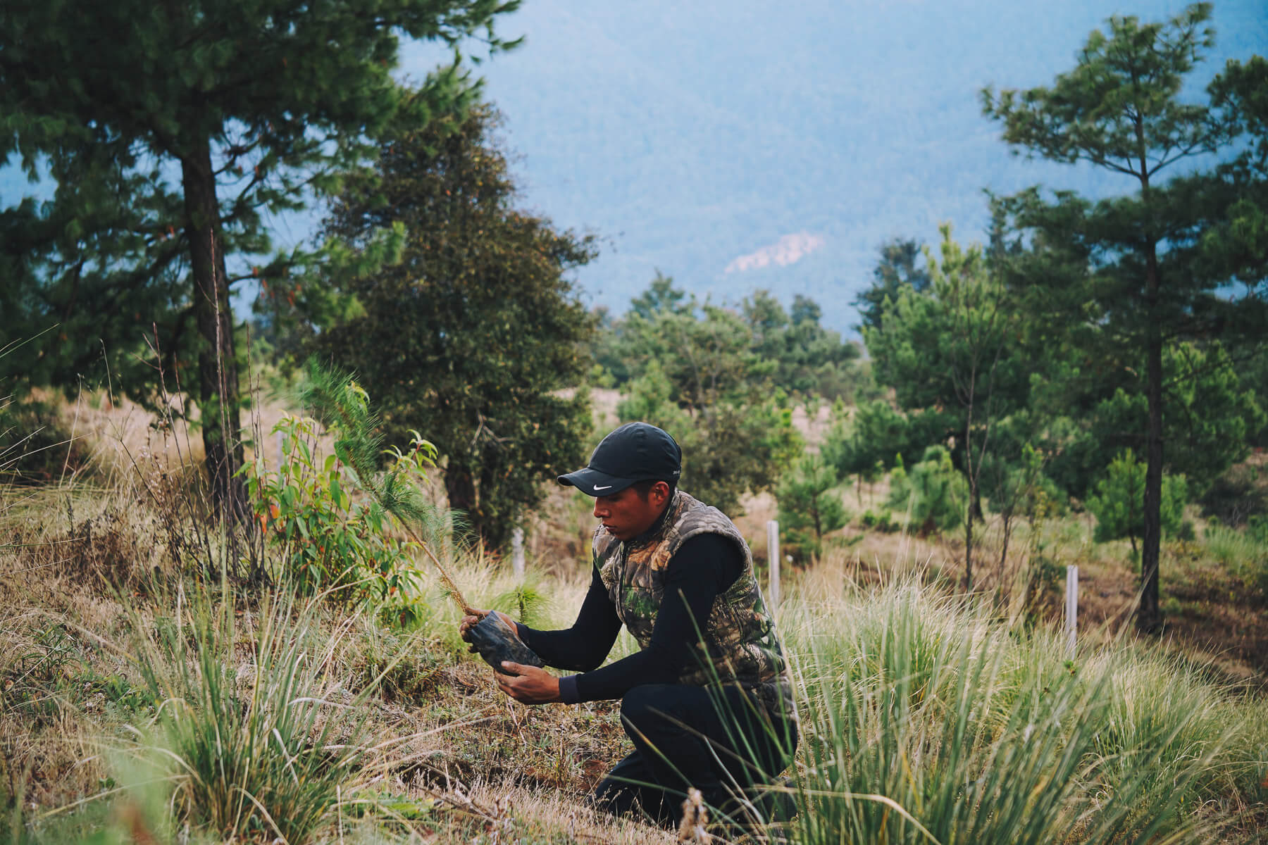 Ejido Verde pine tree planting Mexican reforestation
