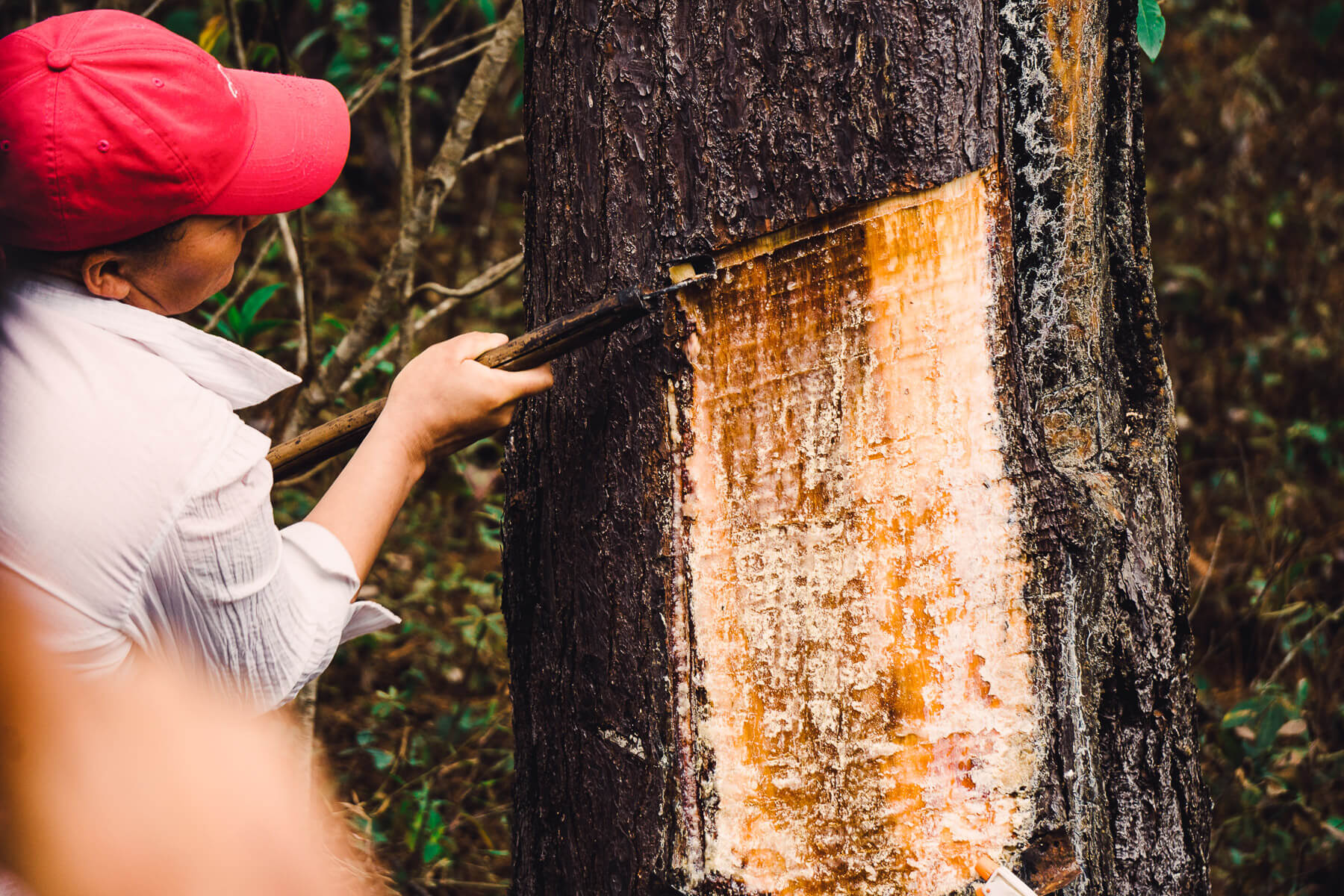 Honduras pine resin tapping