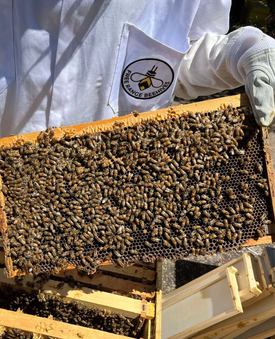 Real hives.
Real pollination.
Real impact.

Our partners at @FreeRangeBeehives install, maintain, and care for active beehives across hospitality and agricultural spaces. Their ongoing care and expertise ensure these aren&rsquo;t symbolic placements,