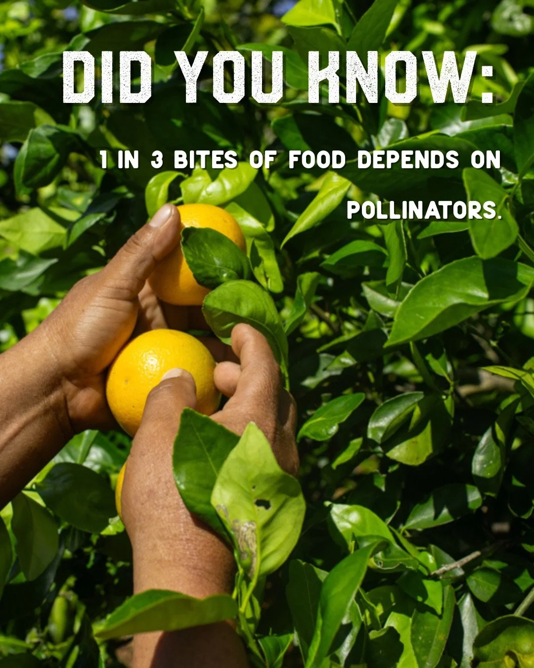 Did you know?
🐝 Pollinators support over 75% of global food crops.
🌱 Without bees, many of our favorite ingredients disappear.
🍊 Citrus, honey, corn, botanicals&mdash;all depend on pollination.

Education is where impact begins.
That&rsquo;s why V