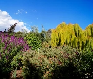 South Salvia Bed March.jpg