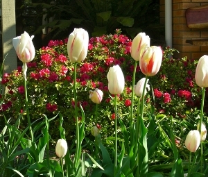 tulips .jpg