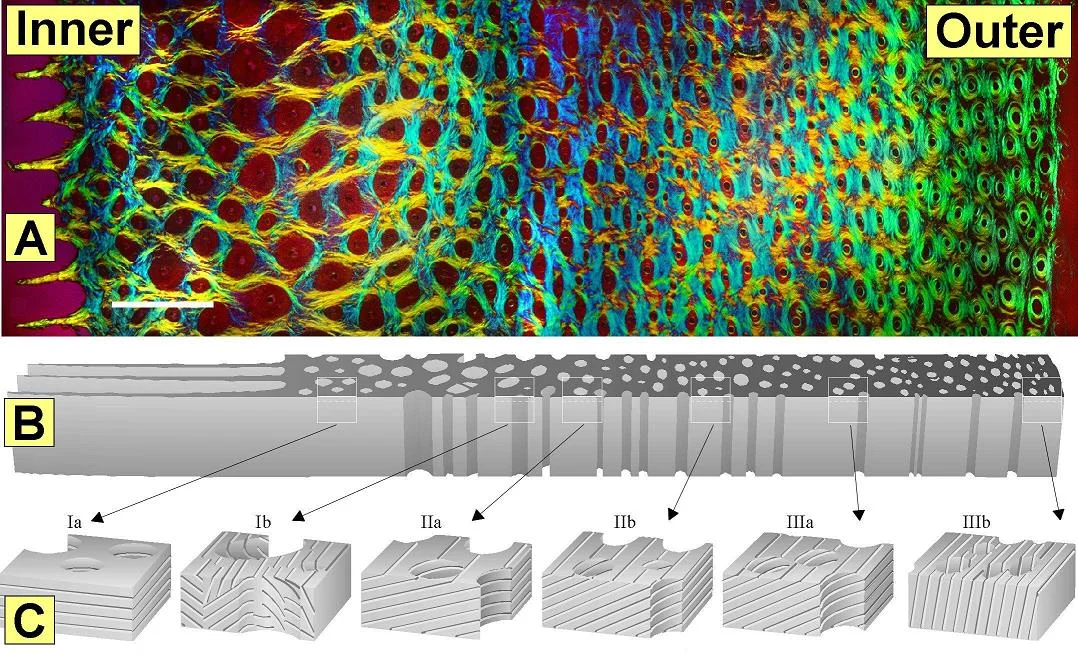 Courtesy Kasapi &amp; Gosline "Design Complexity and Fracture Control in the Equine Hoof", 1977