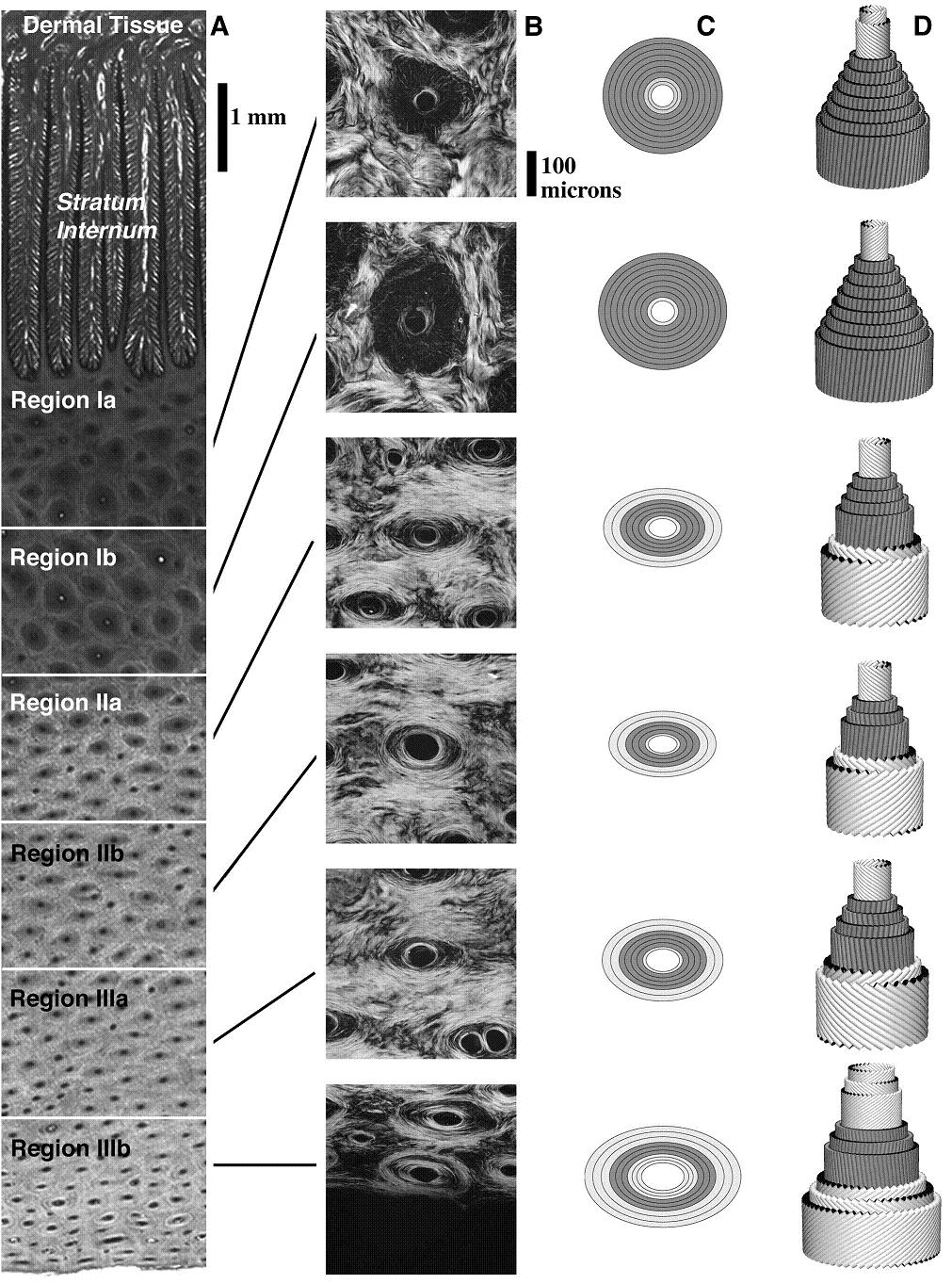 Courtesy Kasapi &amp; Gosline "Design Complexity and Fracture Control in the Equine Hoof", 1997