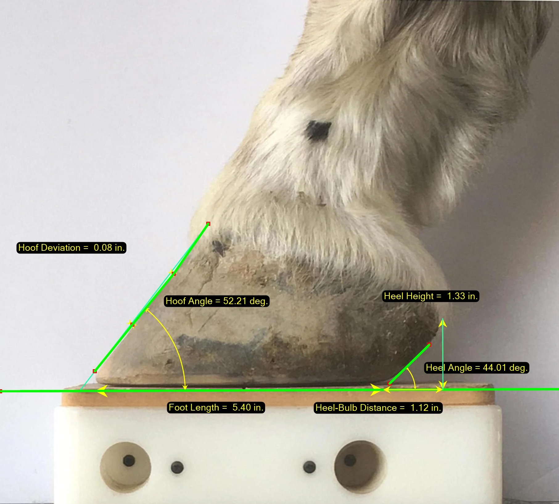 Lateral Photo Measurements.jpg