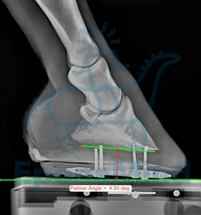High walled hoof. More upright pedal bone