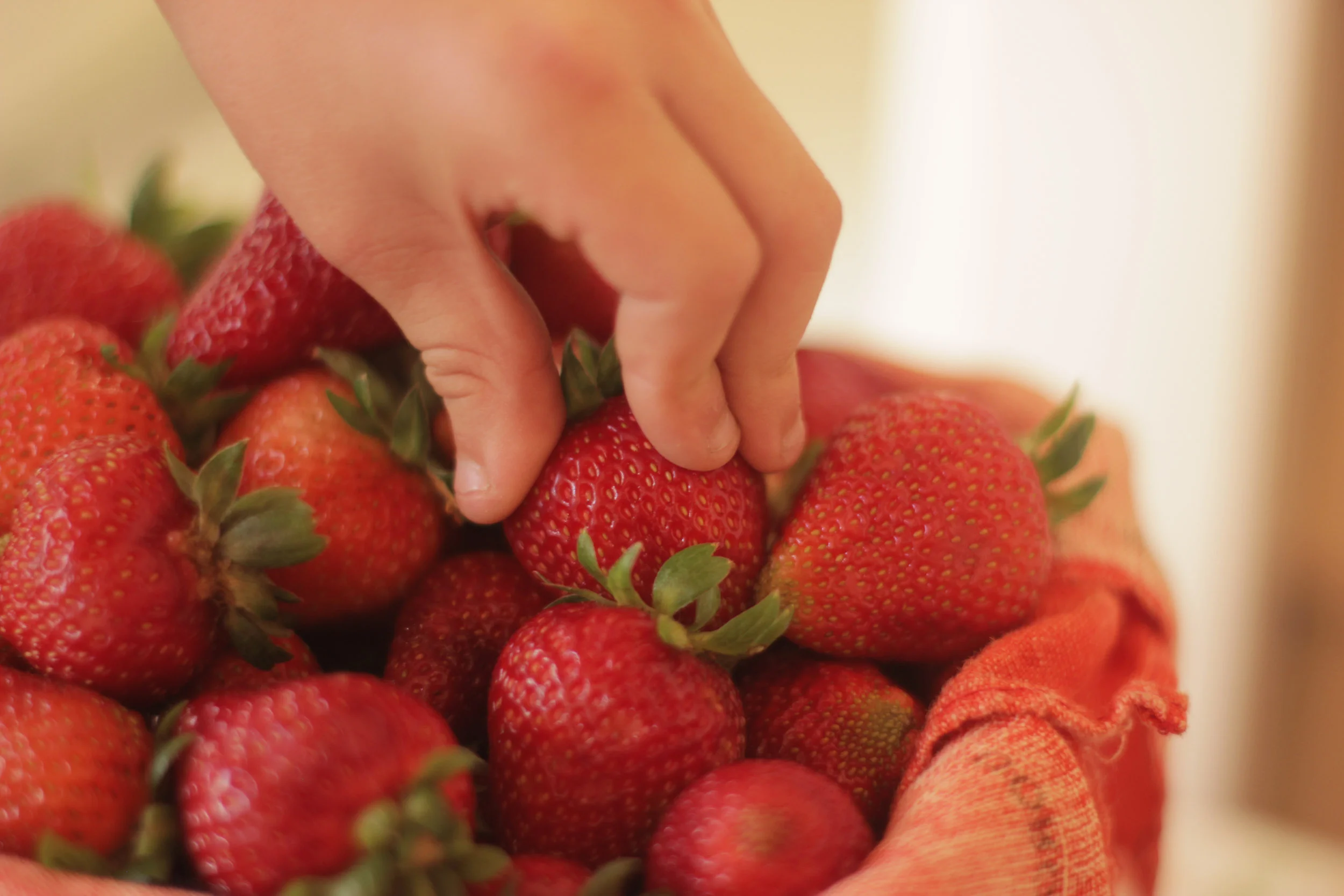 childs hand and strawberries.jpg