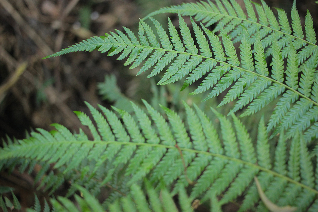 fern.jpg