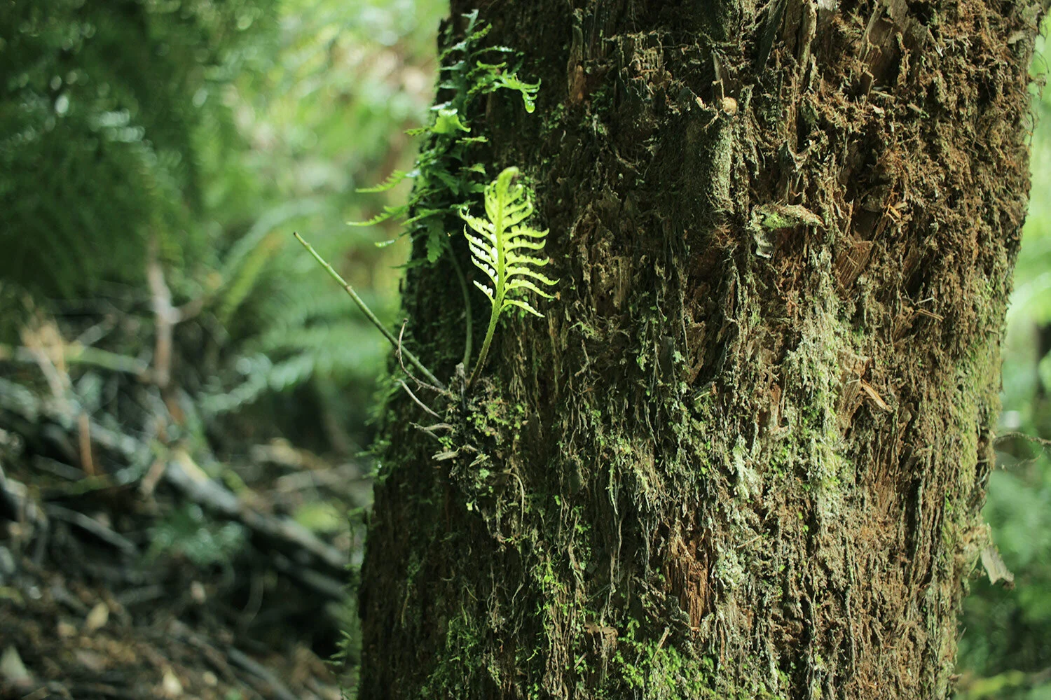 tree-with-fern.jpg