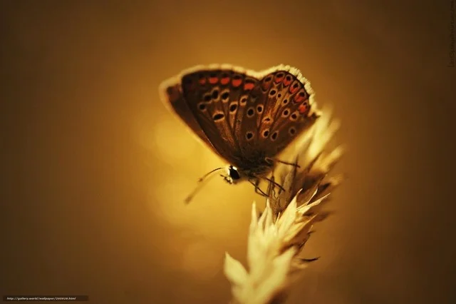 Papillon sur épis blé.jpeg