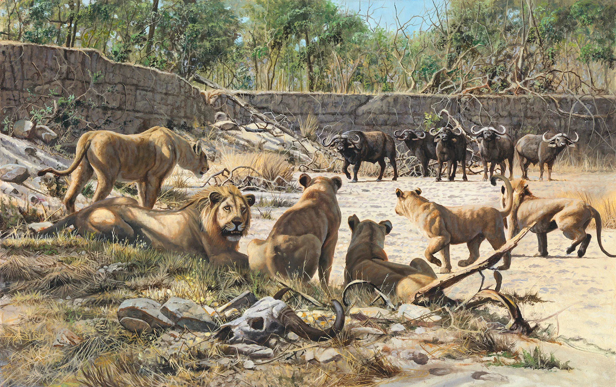 Bone - Lions and Buffalo (2019-08-00006resized.jpg