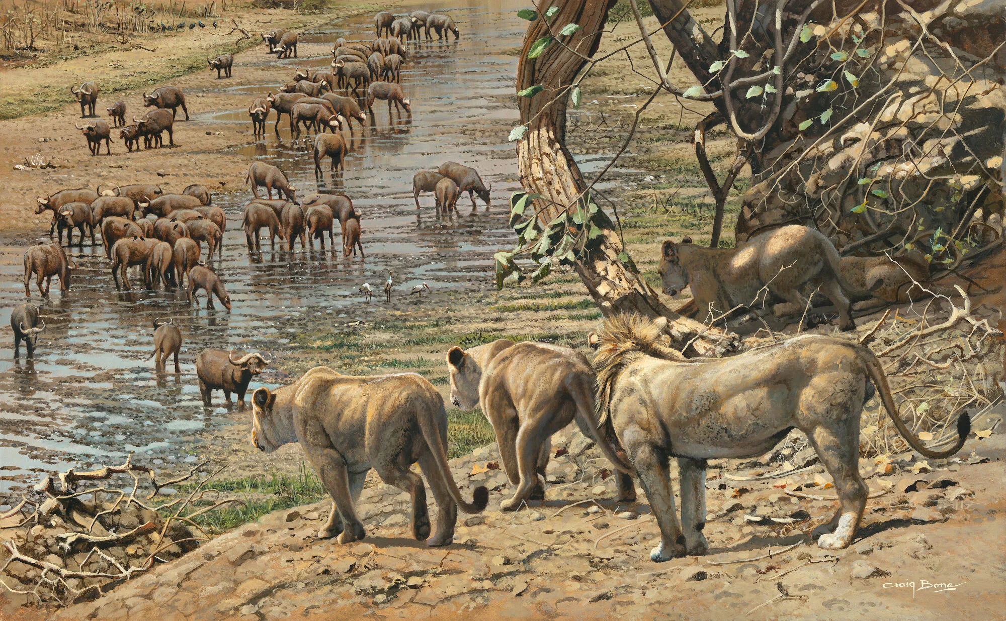 Bone - Lions and Buffalo II 2019-08-00007resized.jpg