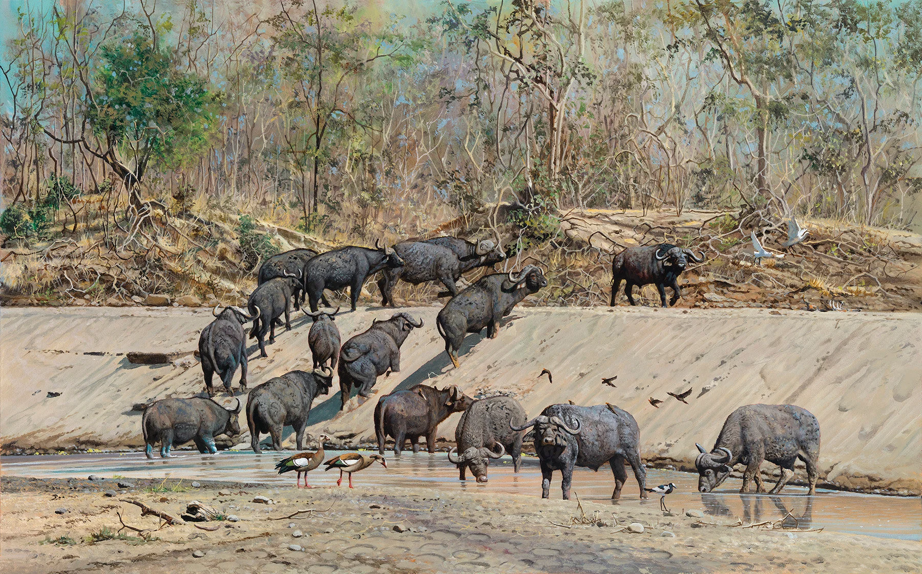 Bone - Sapi Buffalo 2019-08-00003(Small).jpg