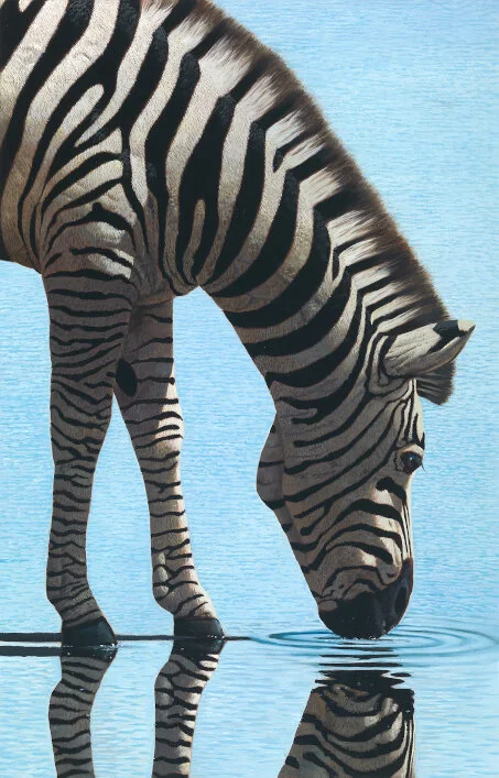 Bone - Zebra Reflections III 2019-08-00001(resized.jpg