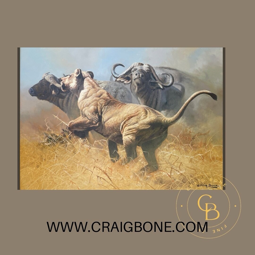 A dance of power and grace.  Witness the raw power and focus of a lioness in motion.  Did you know that lionesses are the primary hunters in a pride? #craigboneartist #craigbone #lioness #hunt