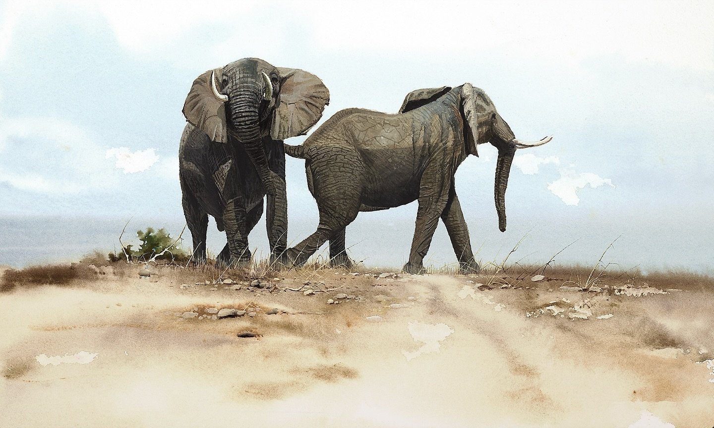 A startled stroll
A splash of watercolor paint captures unexpected in the bush. Two young bachelor elephants, their usual carefree swagger replaced by alarm, navigate a well-worn path. One raises his head, ears flared, assessing the unseen threat. Th