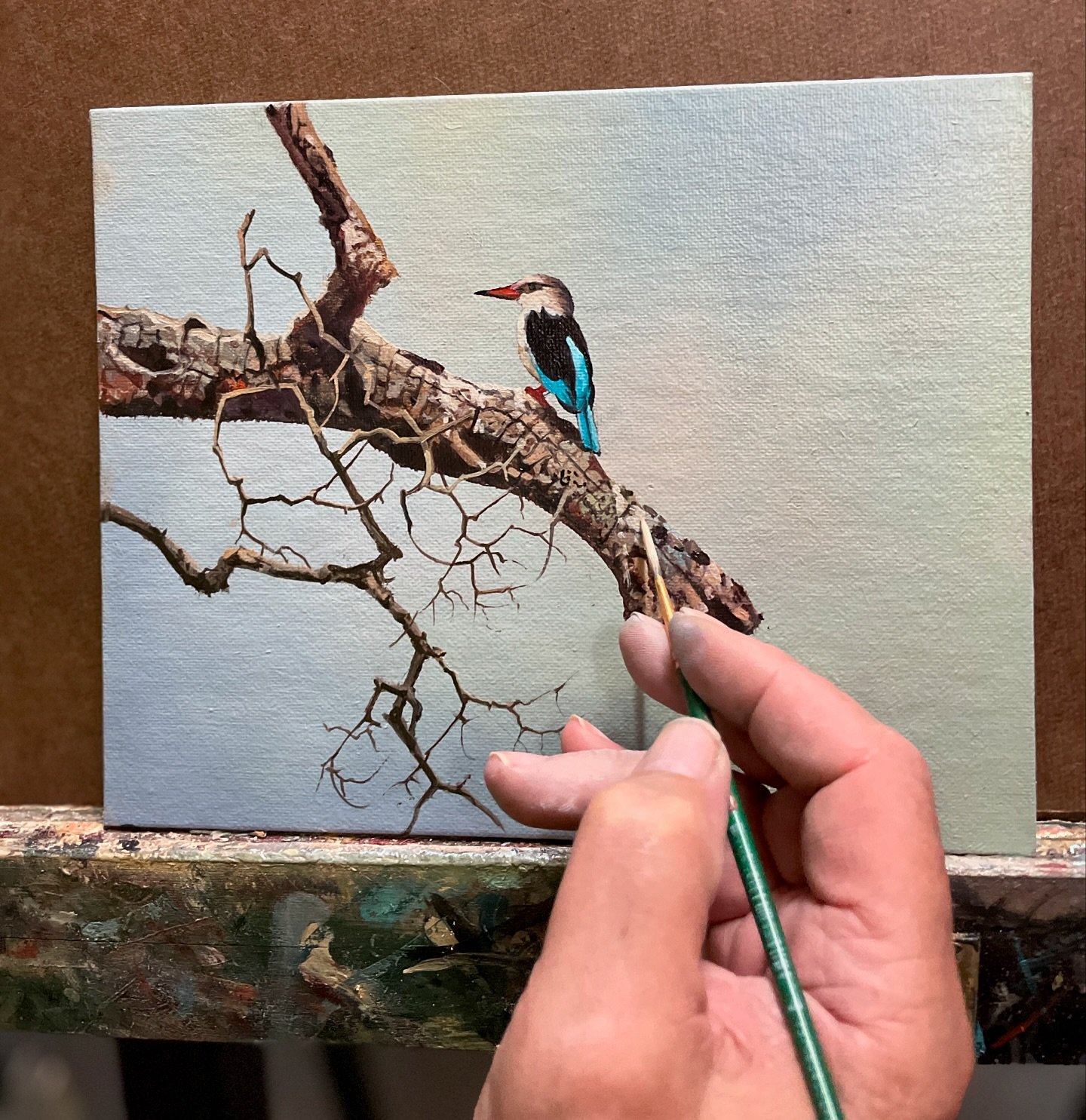 Woodlands kingfisher.  Mini on the easel today.  It has very bright blue feathers on its back, wing panels and tail, with black shoulders and a white belly, also distinguishable by its bright red mandible. They are delightful little birds found in Zi