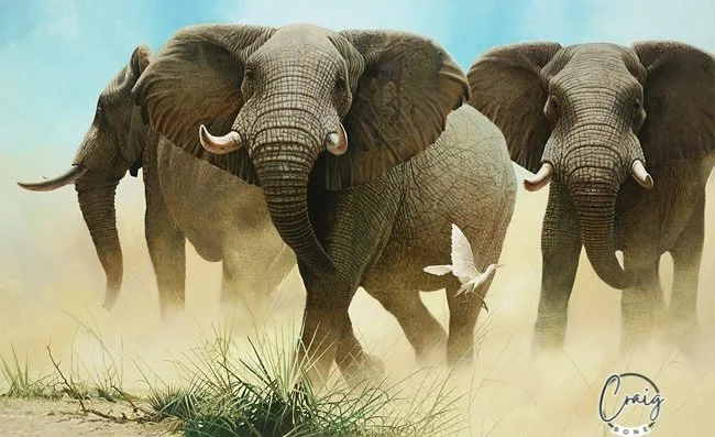 On a Wing and a Prayer. Available as a limited edition fine art gicle&egrave;. #elephant #craigboneelephantpainting #africanwildlife #africanelephant #craigboneartist